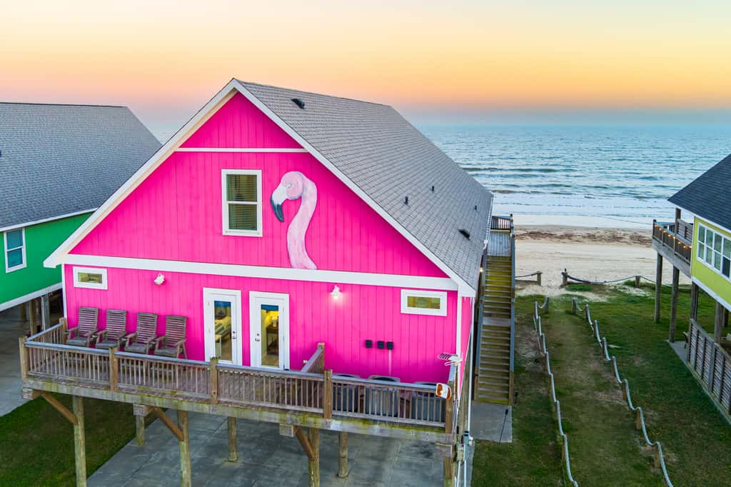 Flamingo