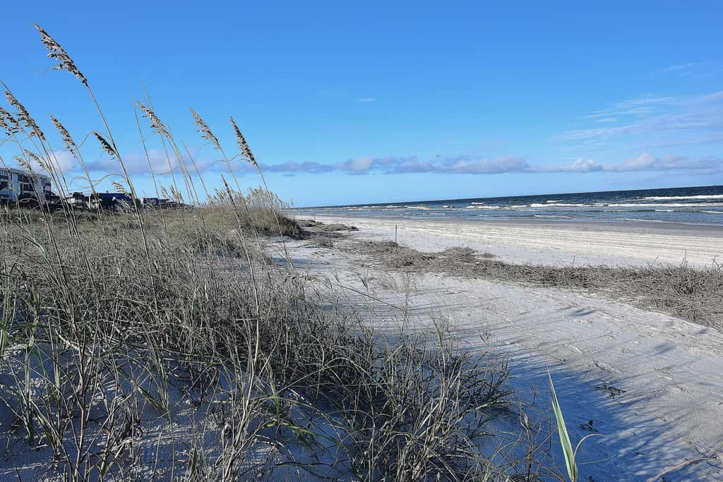 Sand Dollar II 408