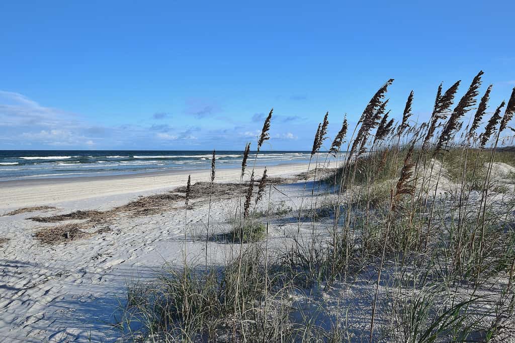 Sand Dollar II 408