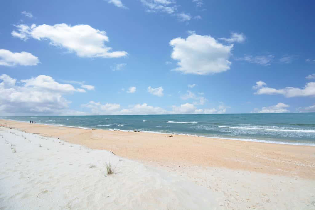 Sand Dollar I 108
