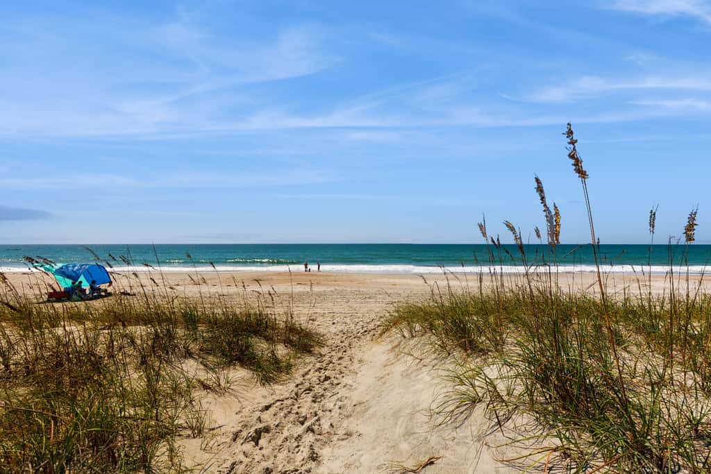 Sandfiddler