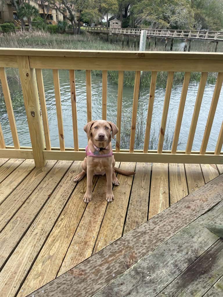 Dock&Volleyball! Near Downtown- Orange Oasis