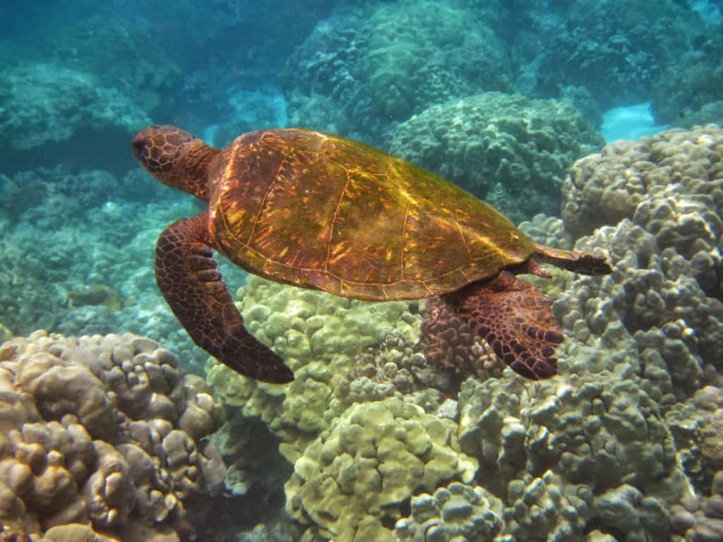 Kona Reef D-14