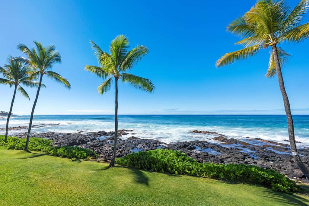 Kona Reef D-14