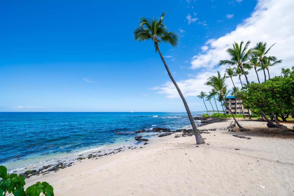 Kona Reef D-14