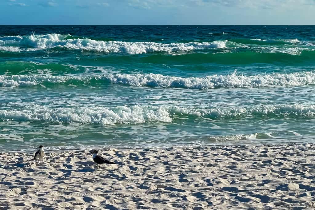 Sand Dollar E200