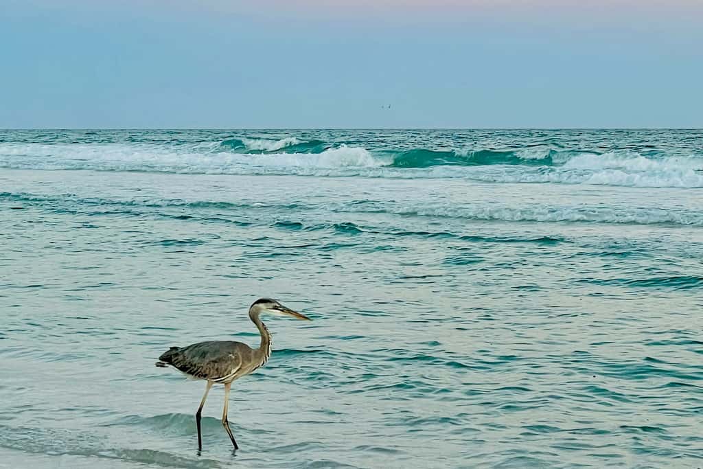 Cozy coastal condo, dog friendly, gulf view and close to beach access