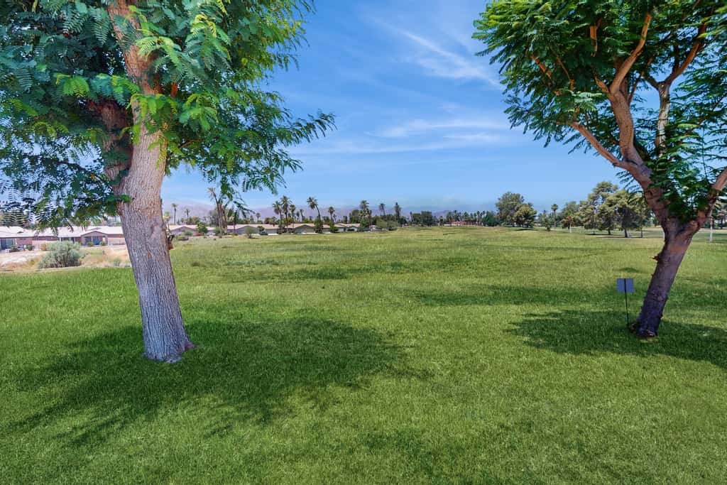 Palm Oasis