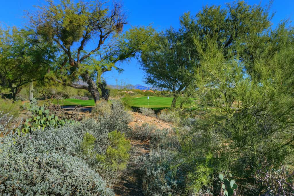 Sabino Canyon Gem