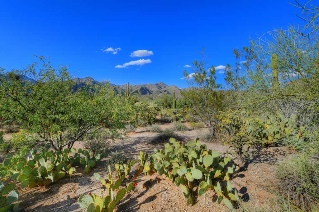 Sabino Canyon Gem
