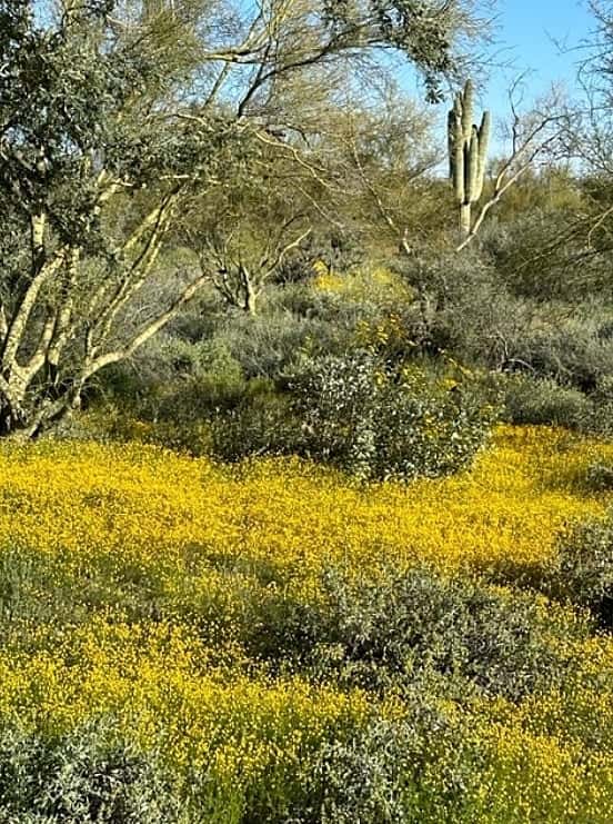 Sonoran Sunsets, a 3-Suite Retreat