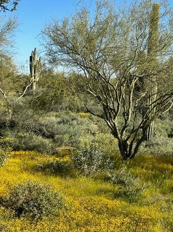 Sonoran Sunsets, a 3-Suite Retreat