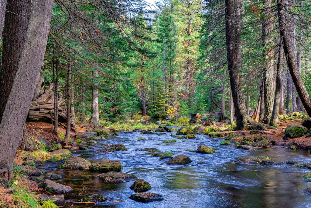 Dog-friendly cabin with pool, sauna, private hot tub, & great deck