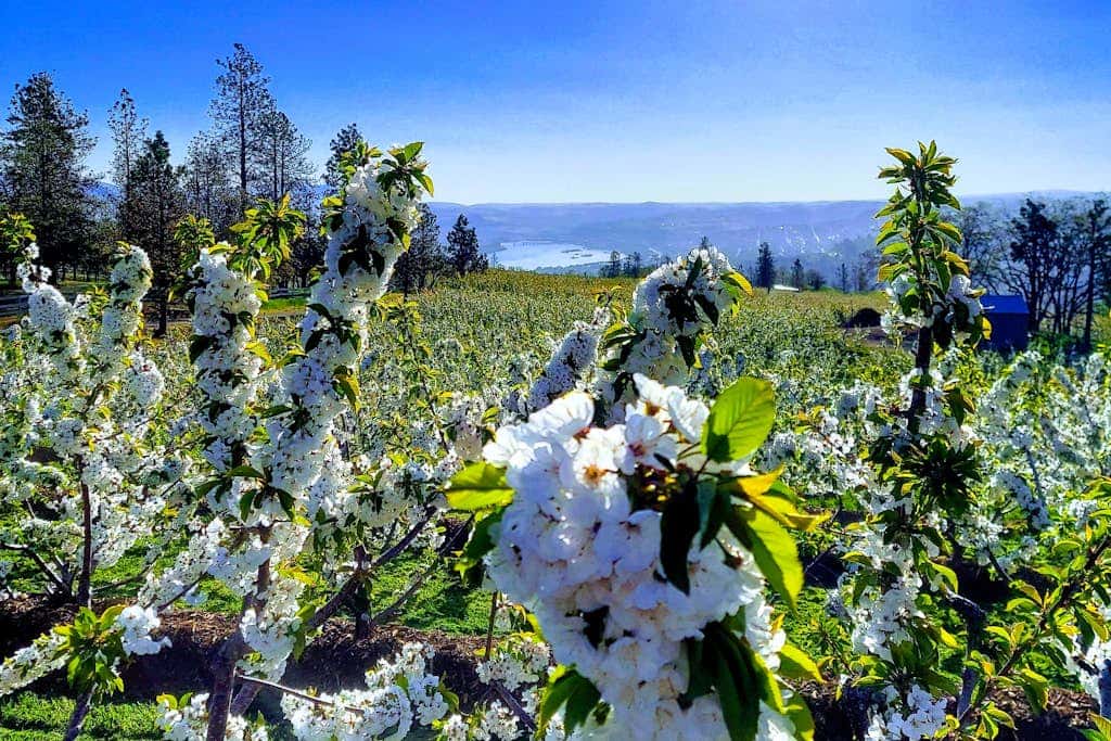 Dog-friendly hilltop estate with fireplace & incredible Columbia River view