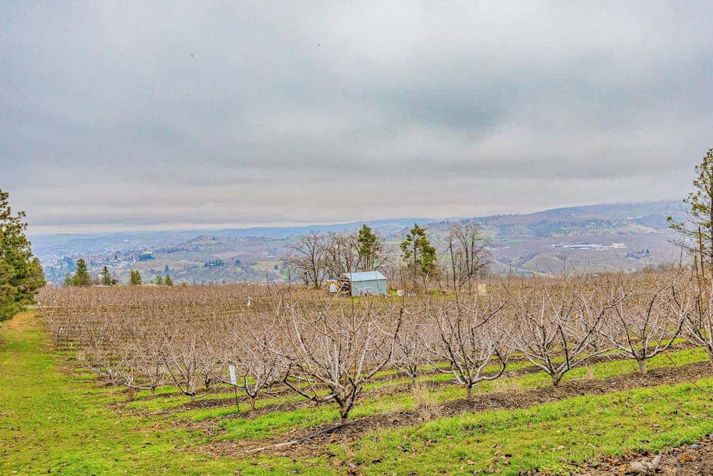Dog-friendly hilltop estate with fireplace & incredible Columbia River view