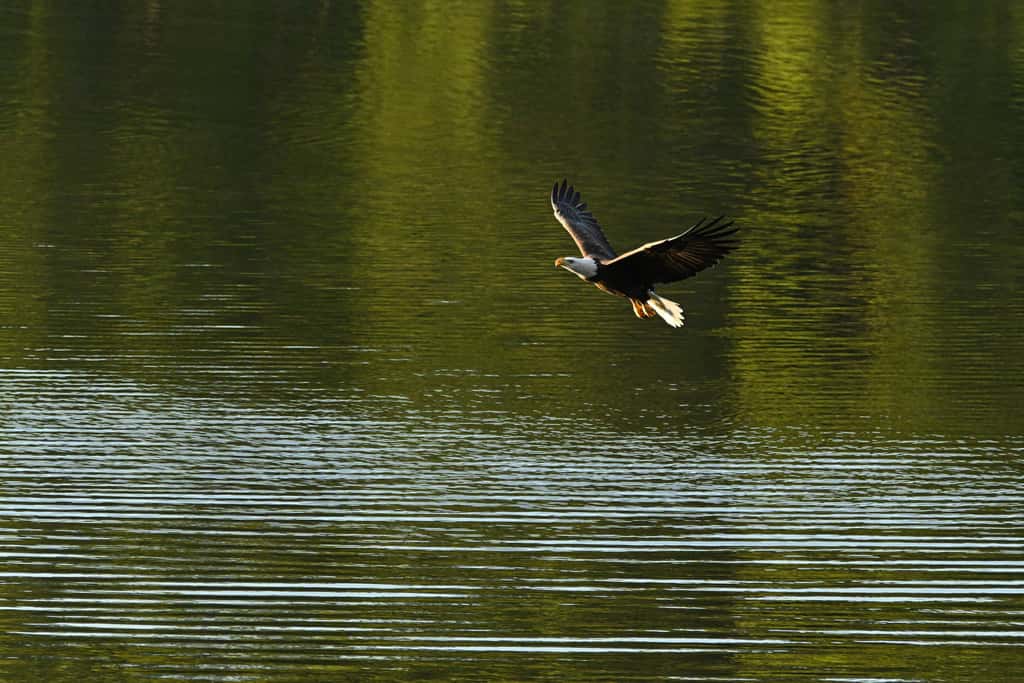 Great Escape at Eagle's Nest