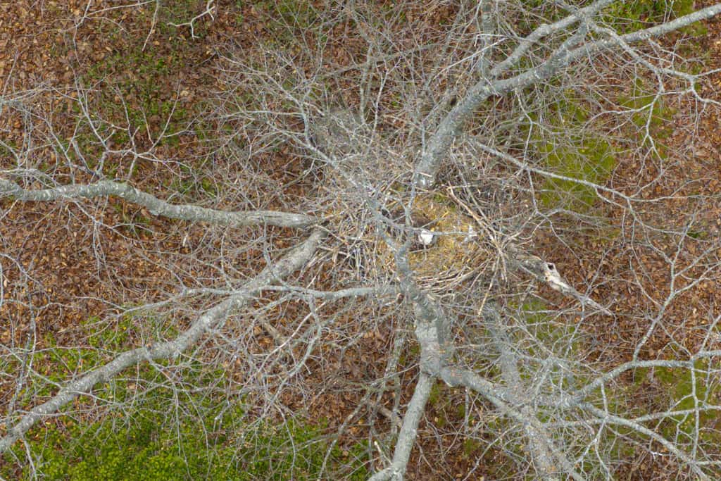 Great Escape at Eagle's Nest