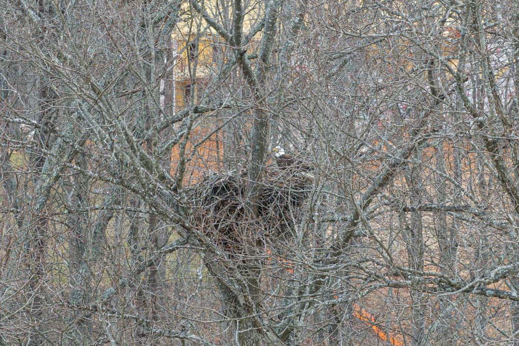 Great Escape at Eagle's Nest