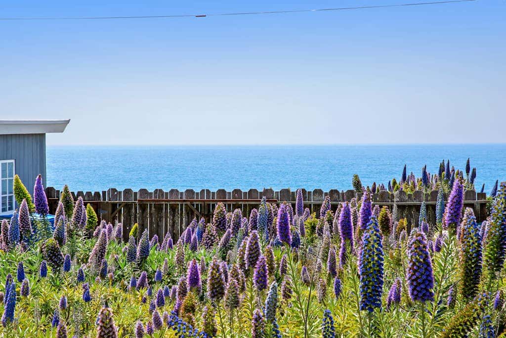 Sunset Escape - Oceanfront Dog-Friendly Cottage, Bodega Bay