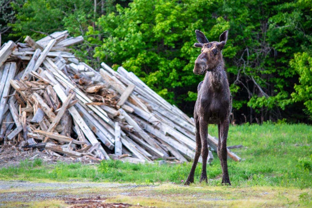Moosehead Memories