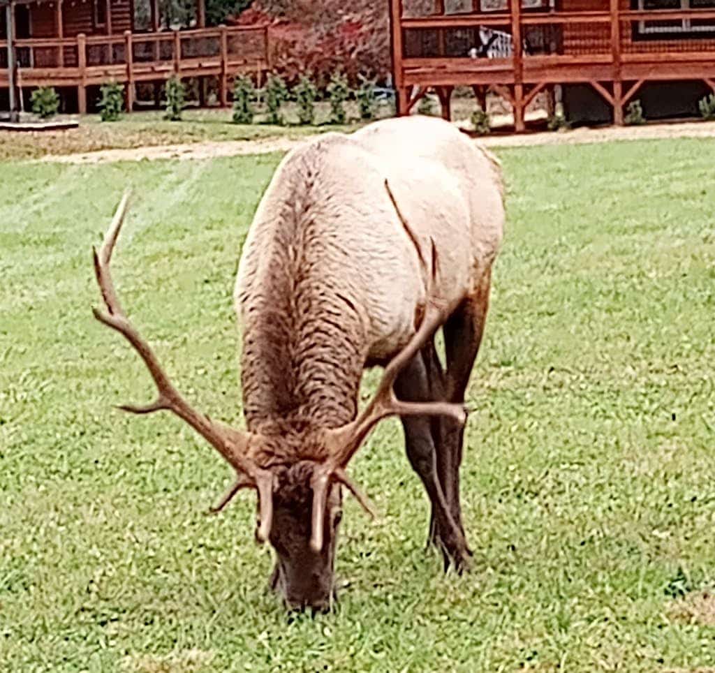 Pristine mountain home with fireplace, gorgeous views, W/D, grill, & deck