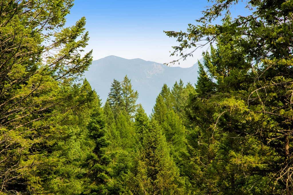 Log Cabin Lookout
