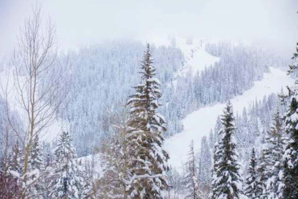 Peaceful Pine Retreat