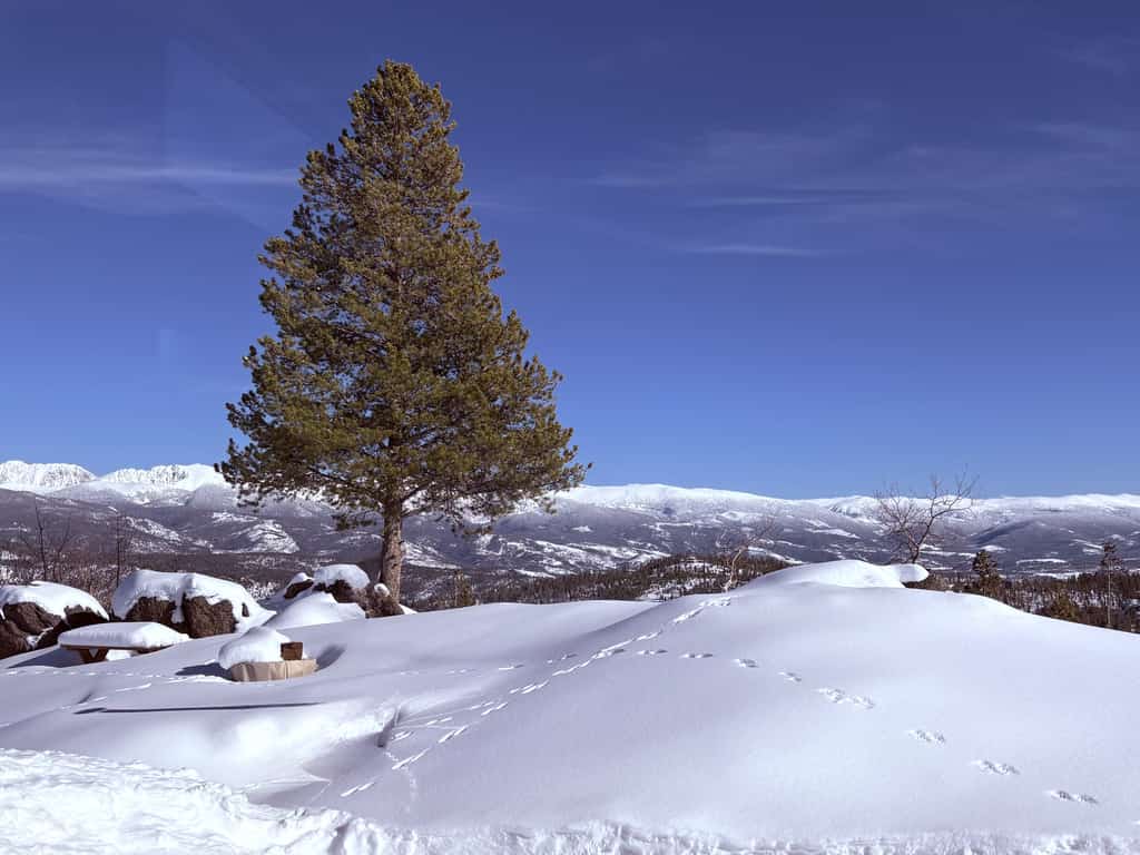 Modern off grid cabin with stocked kitchen & private mountain view- dog friendly