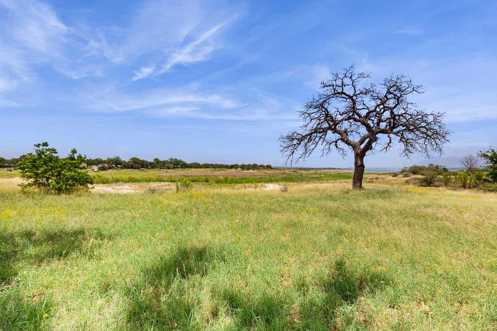 Lone Star Oasis