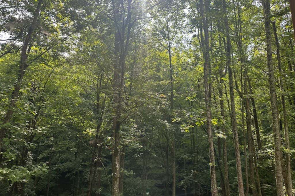 Rustic Elegance of Ellijay