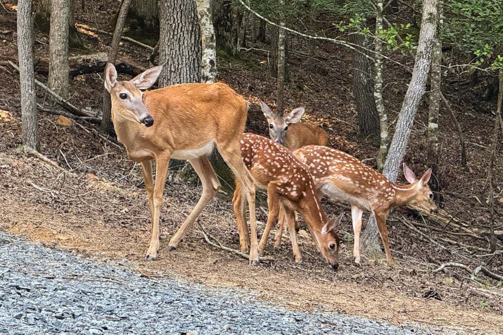 Maple Summit