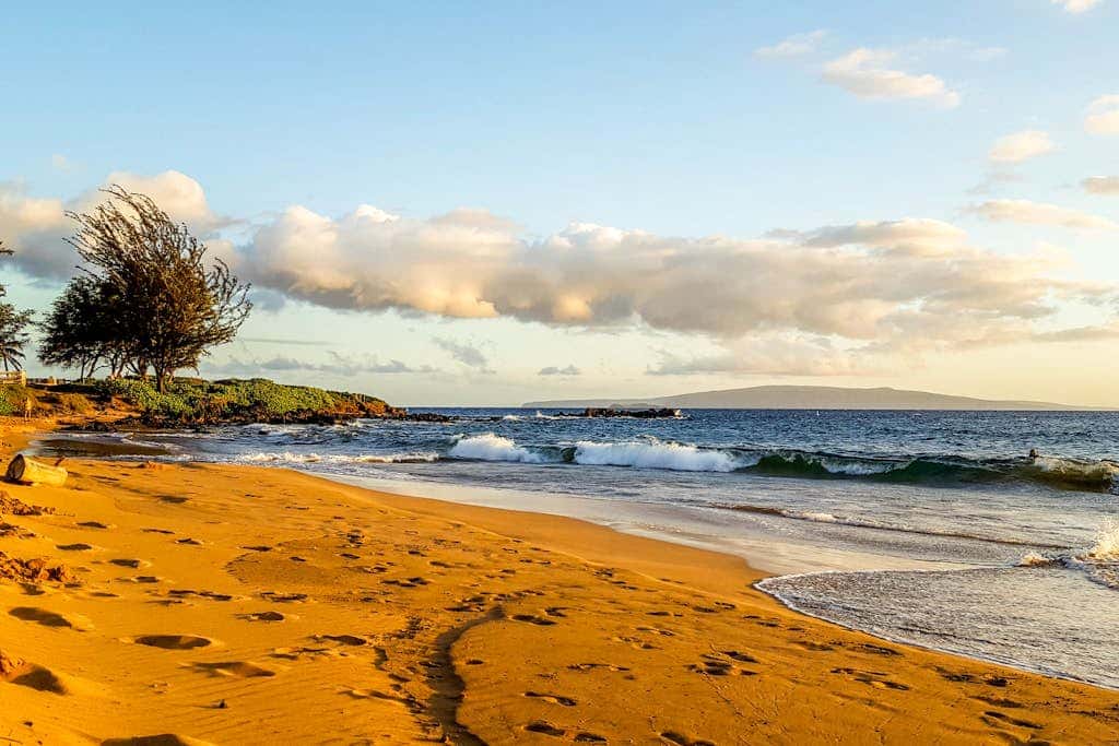 Maui Banyan Q408