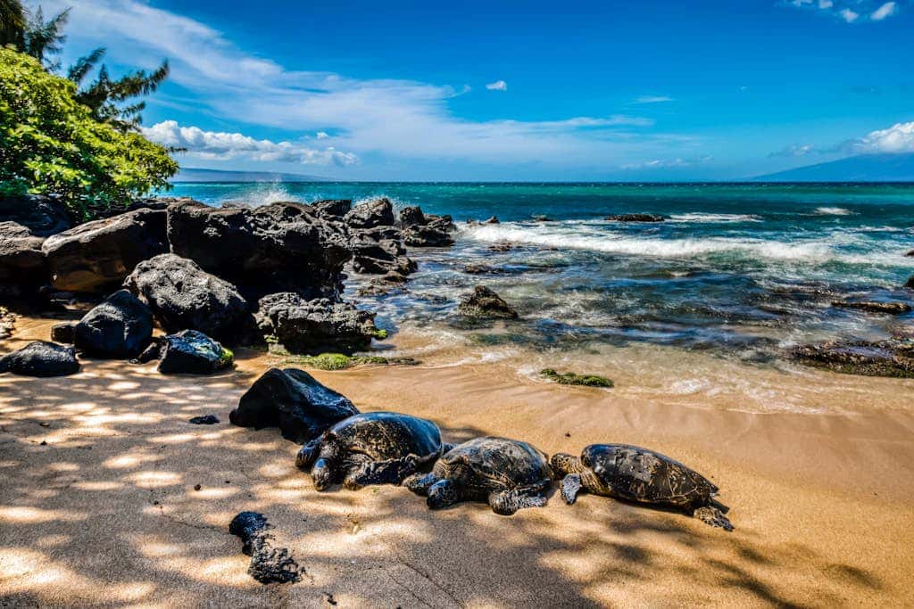 Mahina Surf 115