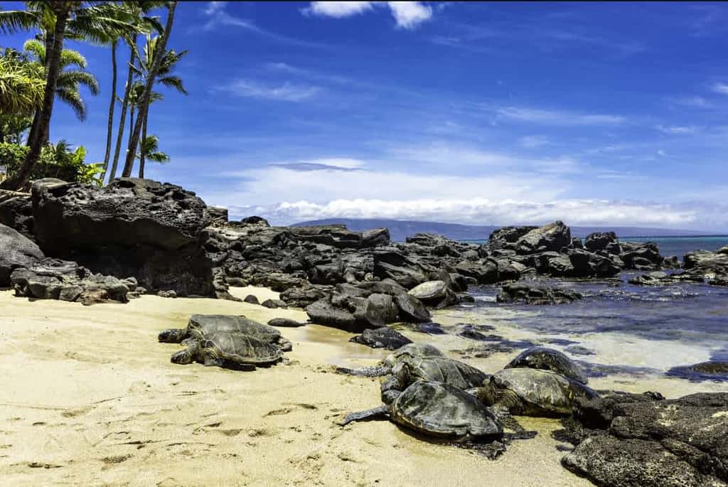 Mahina Surf 114