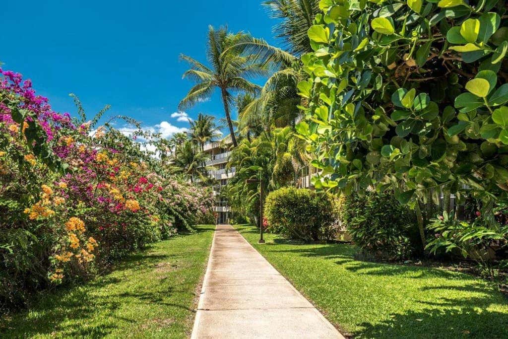 Maui Banyan B204