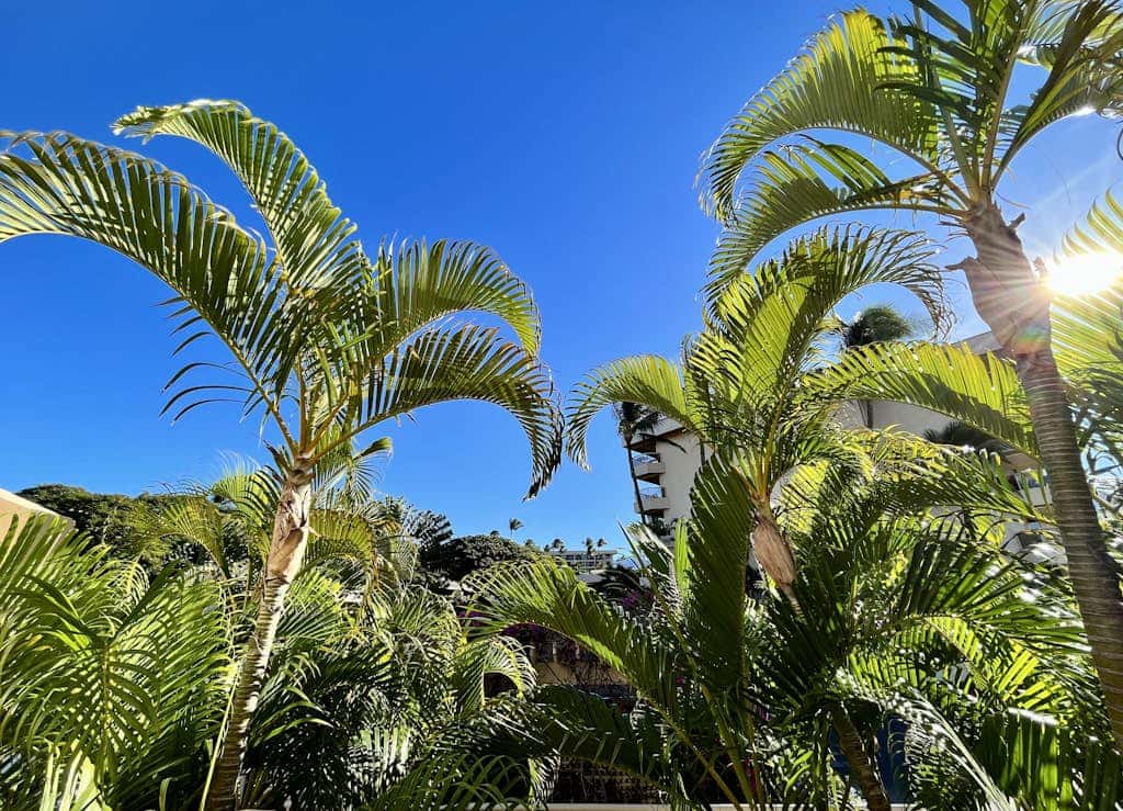 Sugar Beach Resort  424