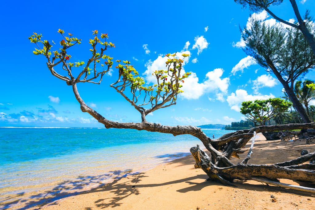 Hale La'Au Pohaku TVNC 4255