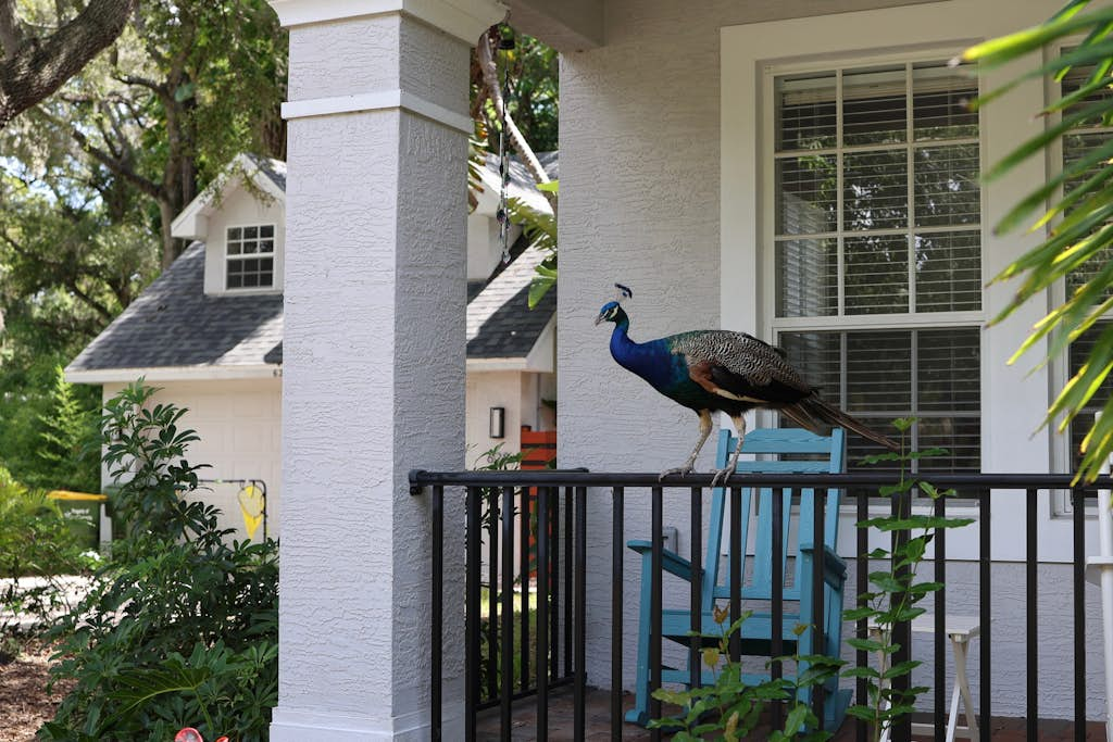 Peacock Place