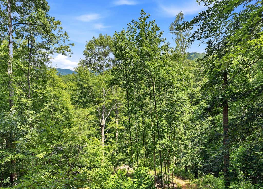 Luxury Treehouse, gas fireplace, BBQ, firepit, outdoor dining, shared creek access