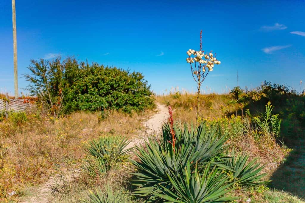 Sojourn | Ocean Front HideAway | 3 Bedroom