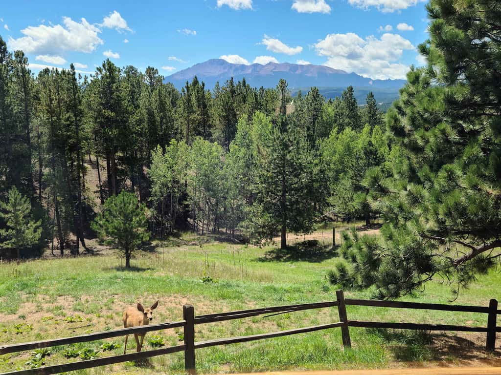 Mills Ranch