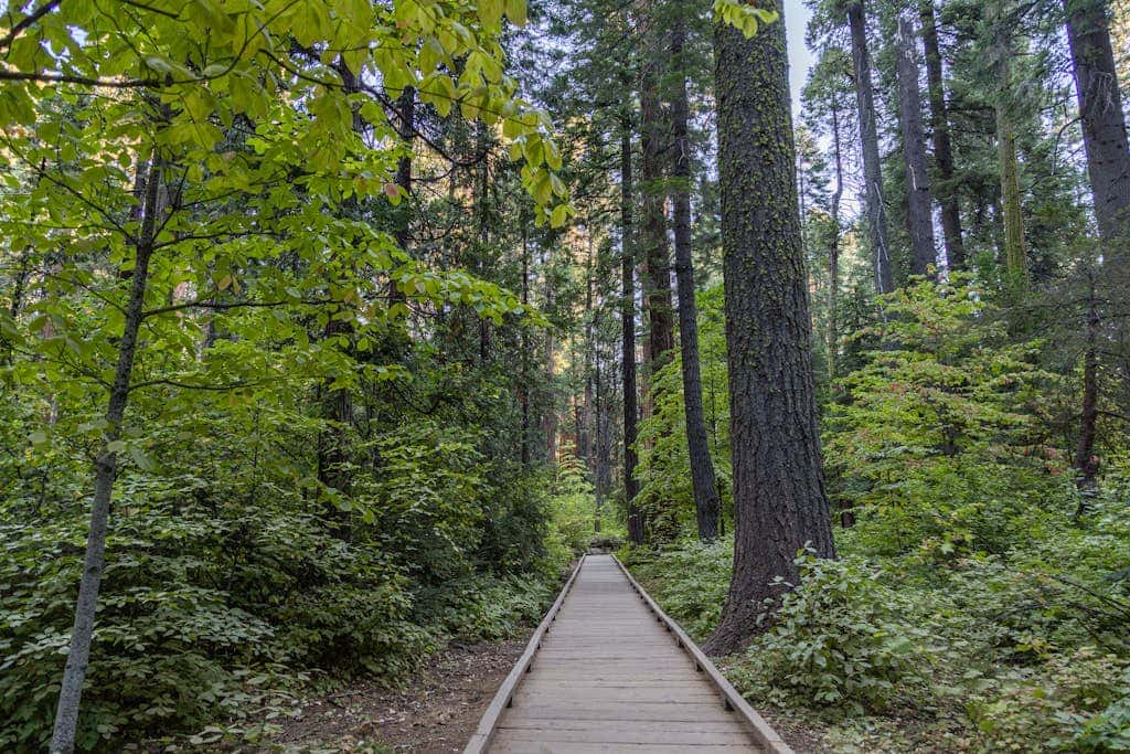Forest Bears Hideout
