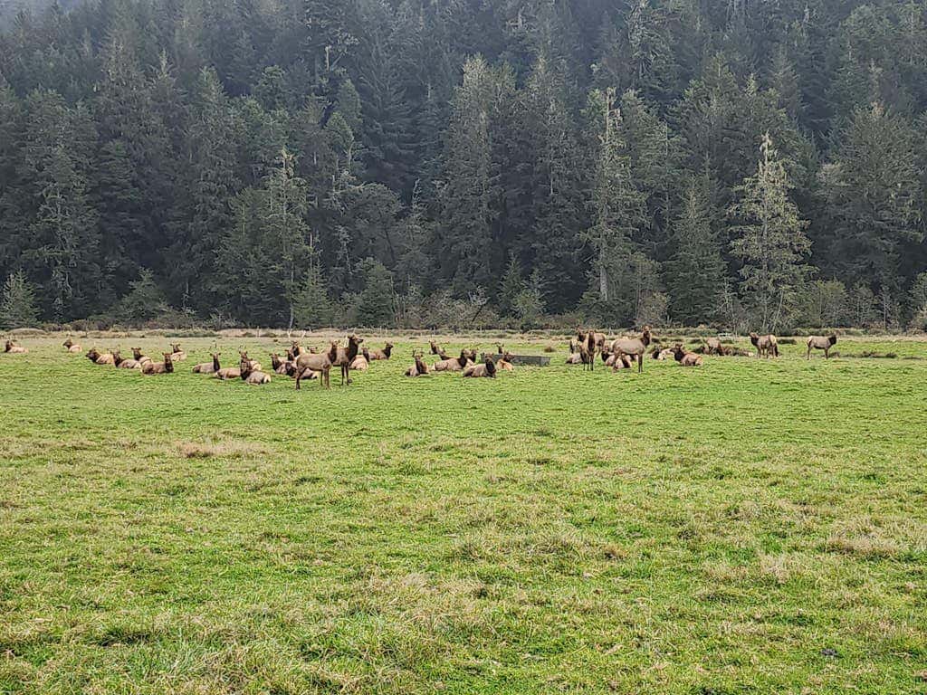 Redwood Farmhouse in the Orick Valley