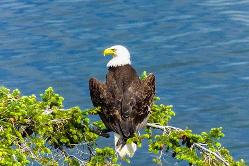 Eagles' Oceanview