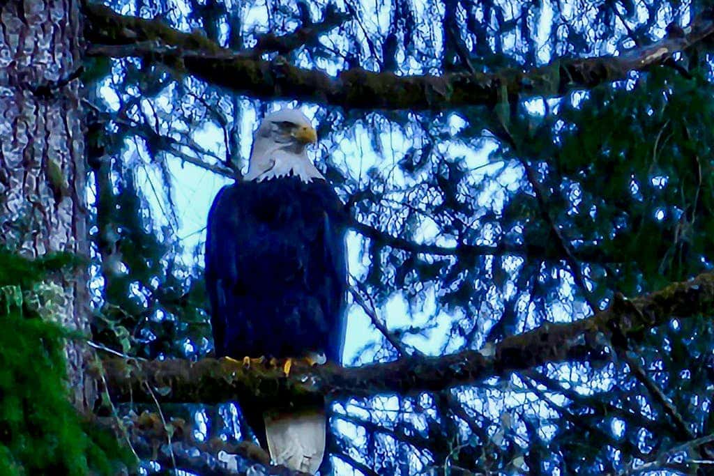 Tahuya River Lodge #1