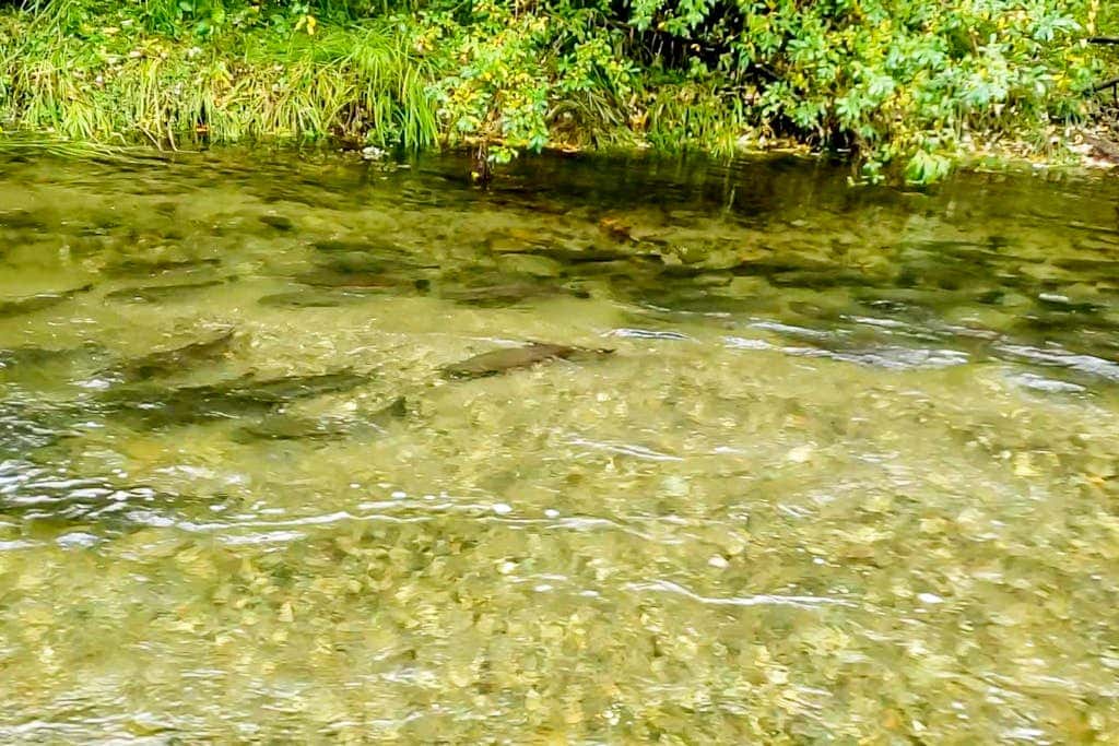 Tahuya River Lodge #1