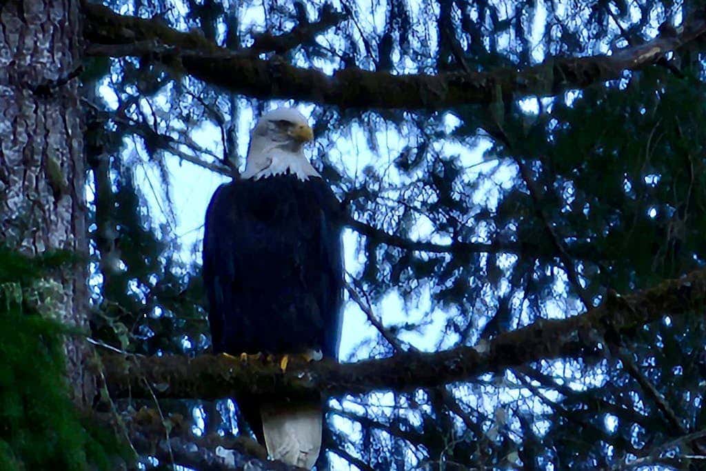 Tahuya River Lodge #3