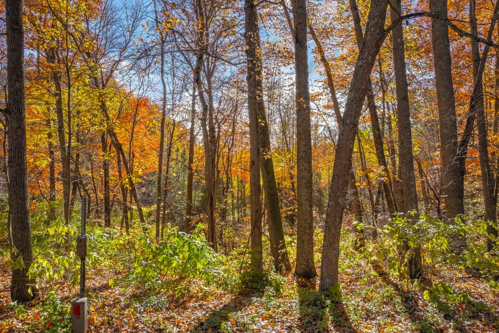 Oakwood Cabin, Resort, Lake, Beach, Kayaks & More