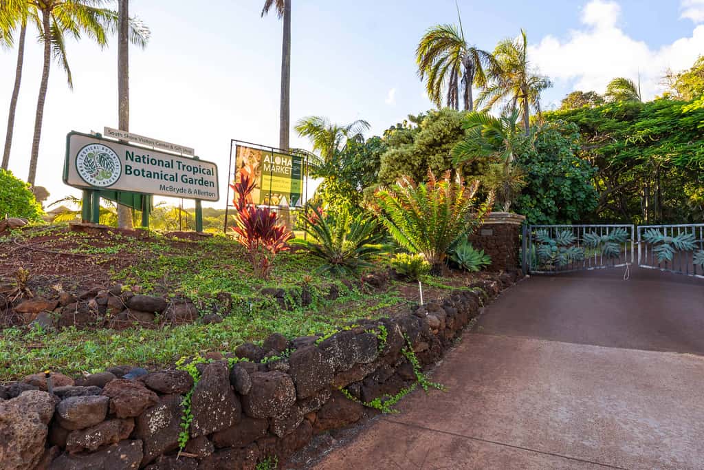 Prince Kuhio 337