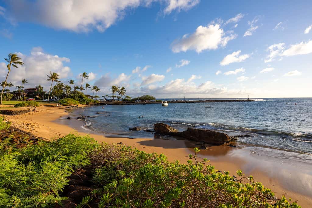 Prince Kuhio 337